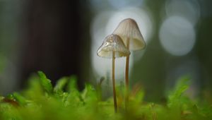 Preview wallpaper mushrooms, macro, blur, moss