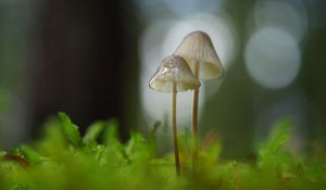 Preview wallpaper mushrooms, macro, blur, moss