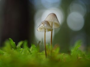 Preview wallpaper mushrooms, macro, blur, moss