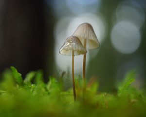 Preview wallpaper mushrooms, macro, blur, moss