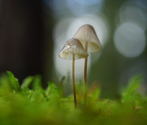 Preview wallpaper mushrooms, macro, blur, moss