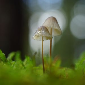 Preview wallpaper mushrooms, macro, blur, moss