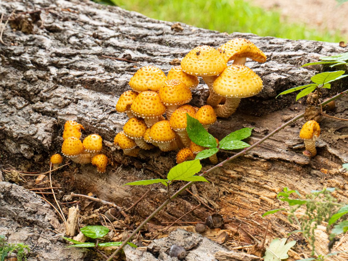 1152x864 Wallpaper mushrooms, macro, branches, leaves, tree, nature