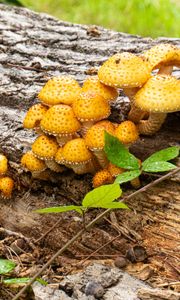 Preview wallpaper mushrooms, macro, branches, leaves, tree, nature