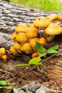 Preview wallpaper mushrooms, macro, branches, leaves, tree, nature