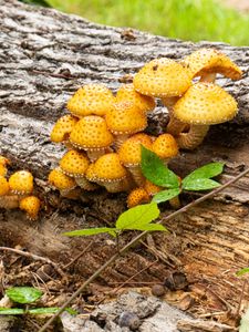 Preview wallpaper mushrooms, macro, branches, leaves, tree, nature