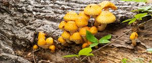 Preview wallpaper mushrooms, macro, branches, leaves, tree, nature