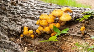 Preview wallpaper mushrooms, macro, branches, leaves, tree, nature