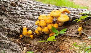 Preview wallpaper mushrooms, macro, branches, leaves, tree, nature