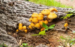 Preview wallpaper mushrooms, macro, branches, leaves, tree, nature