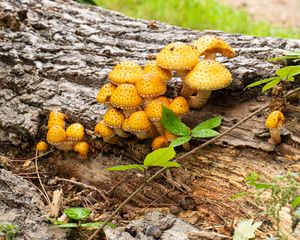 Preview wallpaper mushrooms, macro, branches, leaves, tree, nature