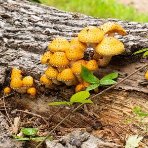 Preview wallpaper mushrooms, macro, branches, leaves, tree, nature