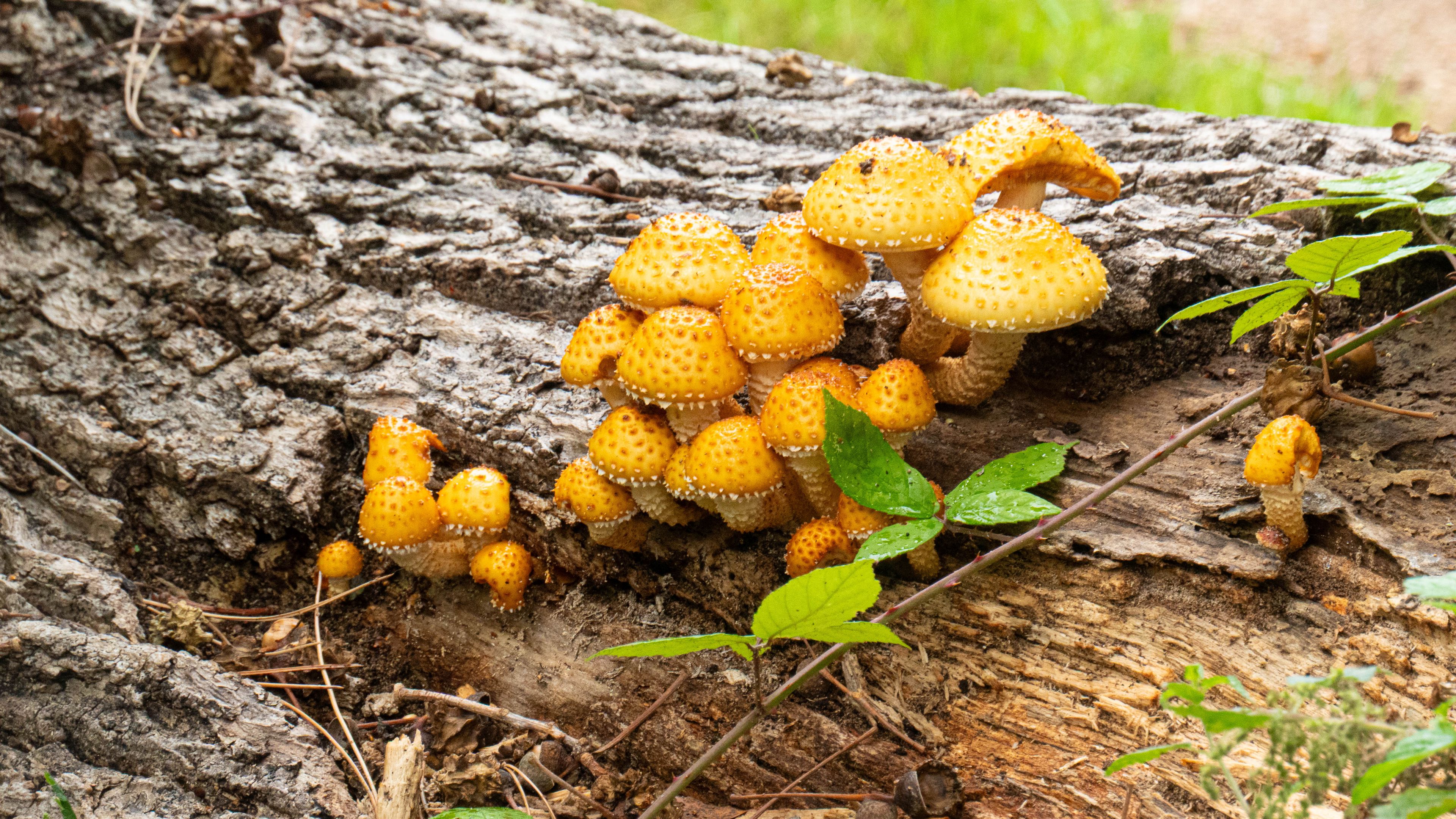 3840x2160 Wallpaper mushrooms, macro, branches, leaves, tree, nature