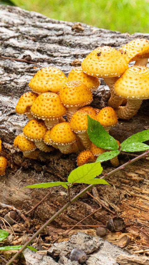 480x854 Wallpaper mushrooms, macro, branches, leaves, tree, nature