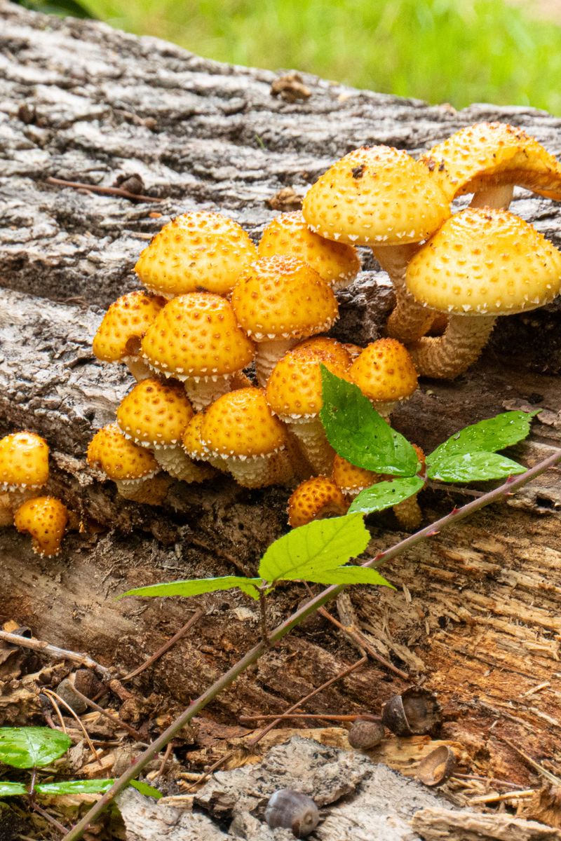 800x1200 Wallpaper mushrooms, macro, branches, leaves, tree, nature