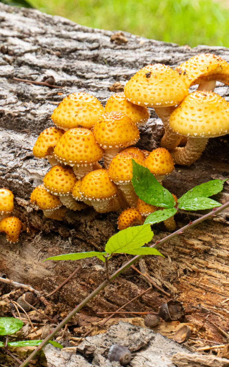800x1280 Wallpaper mushrooms, macro, branches, leaves, tree, nature