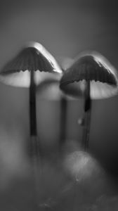 Preview wallpaper mushrooms, macro, forest, minimalism, nature, bw