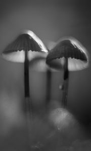 Preview wallpaper mushrooms, macro, forest, minimalism, nature, bw