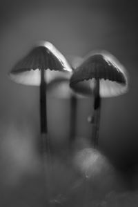 Preview wallpaper mushrooms, macro, forest, minimalism, nature, bw