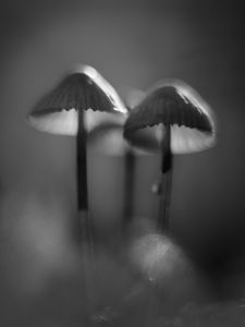 Preview wallpaper mushrooms, macro, forest, minimalism, nature, bw
