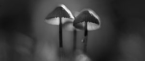 Preview wallpaper mushrooms, macro, forest, minimalism, nature, bw