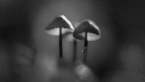 Preview wallpaper mushrooms, macro, forest, minimalism, nature, bw