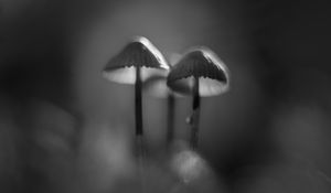 Preview wallpaper mushrooms, macro, forest, minimalism, nature, bw