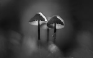 Preview wallpaper mushrooms, macro, forest, minimalism, nature, bw