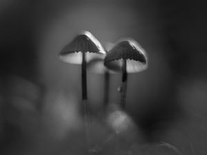 Preview wallpaper mushrooms, macro, forest, minimalism, nature, bw