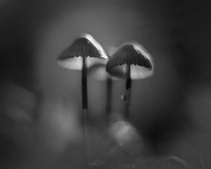 Preview wallpaper mushrooms, macro, forest, minimalism, nature, bw
