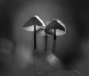 Preview wallpaper mushrooms, macro, forest, minimalism, nature, bw