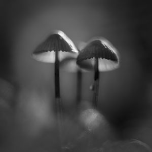 Preview wallpaper mushrooms, macro, forest, minimalism, nature, bw