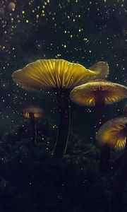 Preview wallpaper mushrooms, macro, glare, bokeh, light