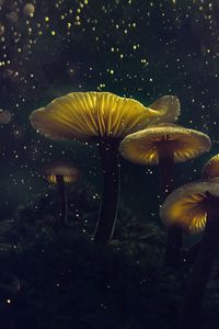Preview wallpaper mushrooms, macro, glare, bokeh, light