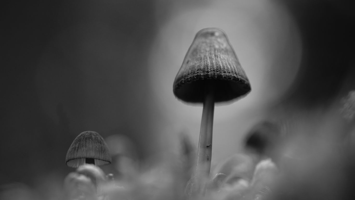 1366x768 Wallpaper mushrooms, macro, gray, dark, bw