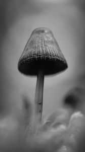 Preview wallpaper mushrooms, macro, gray, dark, bw