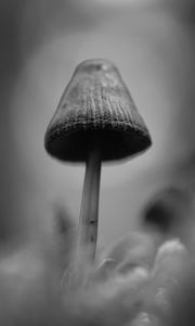 Preview wallpaper mushrooms, macro, gray, dark, bw