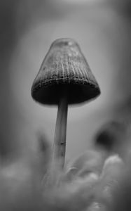 Preview wallpaper mushrooms, macro, gray, dark, bw