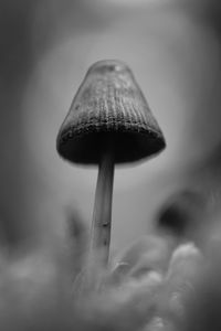 Preview wallpaper mushrooms, macro, gray, dark, bw