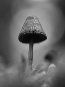 Preview wallpaper mushrooms, macro, gray, dark, bw