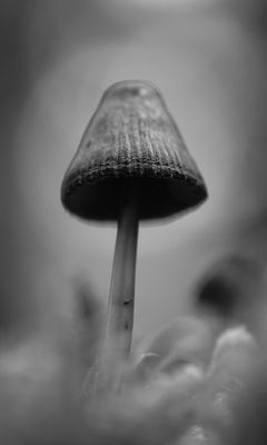 240x400 Wallpaper mushrooms, macro, gray, dark, bw