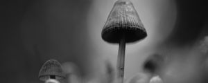 Preview wallpaper mushrooms, macro, gray, dark, bw
