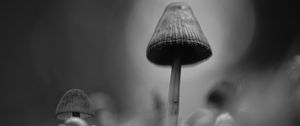 Preview wallpaper mushrooms, macro, gray, dark, bw