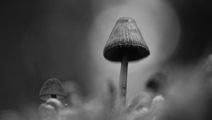 Preview wallpaper mushrooms, macro, gray, dark, bw