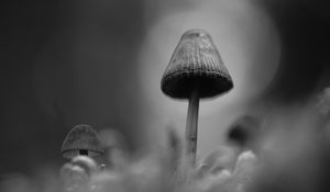 Preview wallpaper mushrooms, macro, gray, dark, bw