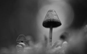 Preview wallpaper mushrooms, macro, gray, dark, bw