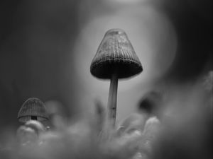 Preview wallpaper mushrooms, macro, gray, dark, bw