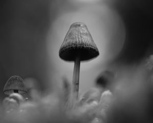 Preview wallpaper mushrooms, macro, gray, dark, bw