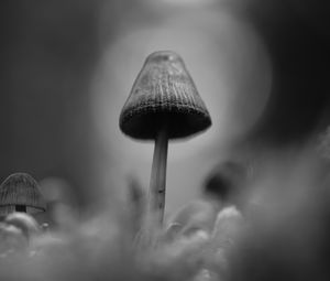 Preview wallpaper mushrooms, macro, gray, dark, bw
