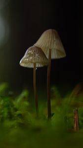Preview wallpaper mushrooms, macro, moss, blur